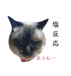 にゃんころ2021スペシャル（個別スタンプ：13）