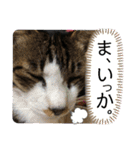 にゃんころ2021スペシャル（個別スタンプ：22）