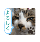 にゃんころ2021スペシャル（個別スタンプ：24）