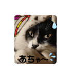 にゃんころ2021スペシャル（個別スタンプ：30）
