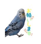 セキセイインコとサザナミインコ2（個別スタンプ：1）