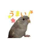 セキセイインコとサザナミインコ2（個別スタンプ：2）