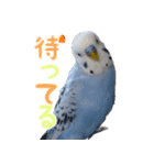 セキセイインコとサザナミインコ2（個別スタンプ：3）