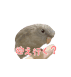 セキセイインコとサザナミインコ2（個別スタンプ：4）