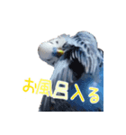 セキセイインコとサザナミインコ2（個別スタンプ：5）