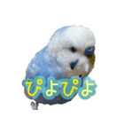 セキセイインコとサザナミインコ2（個別スタンプ：6）