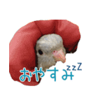 セキセイインコとサザナミインコ2（個別スタンプ：7）
