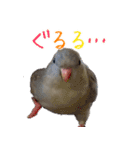 セキセイインコとサザナミインコ2（個別スタンプ：8）