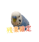 セキセイインコとサザナミインコ2（個別スタンプ：9）