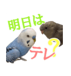 セキセイインコとサザナミインコ2（個別スタンプ：11）
