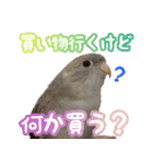 セキセイインコとサザナミインコ2（個別スタンプ：12）
