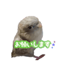 セキセイインコとサザナミインコ2（個別スタンプ：13）
