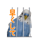 セキセイインコとサザナミインコ2（個別スタンプ：15）