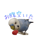 セキセイインコとサザナミインコ2（個別スタンプ：16）