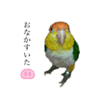 インコ族5（個別スタンプ：14）