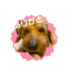 チョコちゃんスタンプ！！！（個別スタンプ：3）