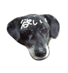 まあやんとじゅに（個別スタンプ：38）