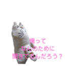 猫のぬいぐるみスタンプ（個別スタンプ：6）