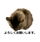 PJ＆POCHI＆KAYO 3（個別スタンプ：4）