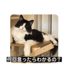 PJ＆POCHI＆KAYO 3（個別スタンプ：7）