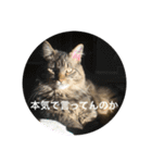 PJ＆POCHI＆KAYO 3（個別スタンプ：8）