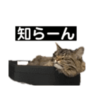 PJ＆POCHI＆KAYO 3（個別スタンプ：10）