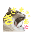 PJ＆POCHI＆KAYO 3（個別スタンプ：11）