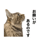 PJ＆POCHI＆KAYO 3（個別スタンプ：12）