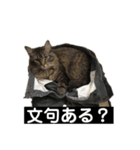 PJ＆POCHI＆KAYO 3（個別スタンプ：13）
