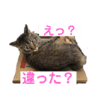 PJ＆POCHI＆KAYO 3（個別スタンプ：14）