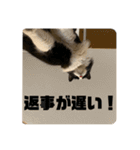 PJ＆POCHI＆KAYO 3（個別スタンプ：21）