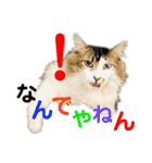 PJ＆POCHI＆KAYO 3（個別スタンプ：29）