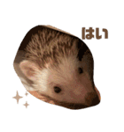 モカよく使う（個別スタンプ：26）