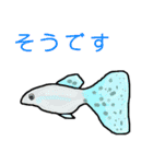 熱帯魚うじゃうじゃ（個別スタンプ：1）