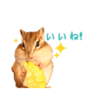 甘えんboyミカド（個別スタンプ：3）
