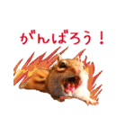甘えんboyミカド（個別スタンプ：13）