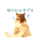 甘えんboyミカド（個別スタンプ：18）