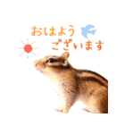 甘えんboyミカド（個別スタンプ：21）