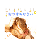 甘えんboyミカド（個別スタンプ：22）