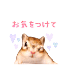 甘えんboyミカド（個別スタンプ：35）