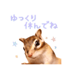 甘えんboyミカド（個別スタンプ：36）