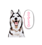ハスキー＆バーニーズの日常スタンプ（個別スタンプ：4）
