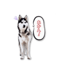 ハスキー＆バーニーズの日常スタンプ（個別スタンプ：11）