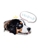 ハスキー＆バーニーズの日常スタンプ（個別スタンプ：12）