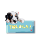 ハスキー＆バーニーズの日常スタンプ（個別スタンプ：17）