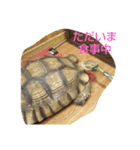 どうぶつたち(^^)（個別スタンプ：6）