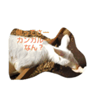 どうぶつたち(^^)（個別スタンプ：20）