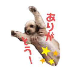 [LINEスタンプ] キャバプー☆ビビ☆のスタンプ♪