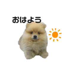 [LINEスタンプ] ポメラニアンのむさしまる