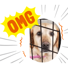 [LINEスタンプ] サーフ君